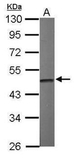 IDH2 Antibody in Western Blot (WB)