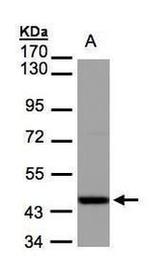 IDH2 Antibody in Western Blot (WB)
