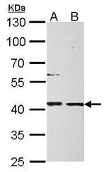 MPI Antibody in Western Blot (WB)
