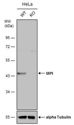 MPI Antibody in Western Blot (WB)