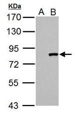Cullin 3 Polyclonal Antibody