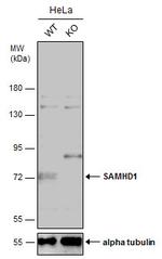SAMHD1 Antibody in Western Blot (WB)