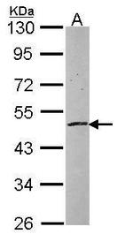 ZNF140 Polyclonal Antibody
