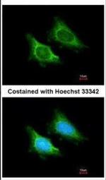 MRPS5 Antibody in Immunocytochemistry (ICC/IF)