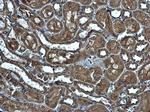 MRPS5 Antibody in Immunohistochemistry (Paraffin) (IHC (P))