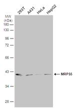 MRPS5 Antibody in Western Blot (WB)