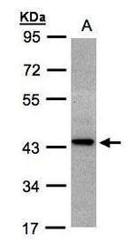 ST3GAL2 Antibody in Western Blot (WB)
