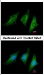 CD55 Polyclonal Antibody
