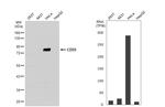 CD55 Antibody in Western Blot (WB)