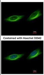TULP1 Antibody in Immunocytochemistry (ICC/IF)