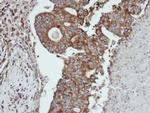 Cathepsin S Polyclonal Antibody