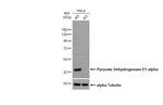PDHA1 Antibody in Western Blot (WB)