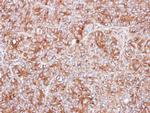 PPP3CB Antibody in Immunohistochemistry (Paraffin) (IHC (P))