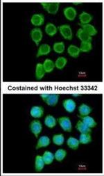TNFRSF19L Antibody in Immunocytochemistry (ICC/IF)
