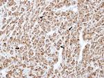 TNFRSF19L Antibody in Immunohistochemistry (Paraffin) (IHC (P))