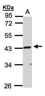 TNFRSF19L Antibody in Western Blot (WB)