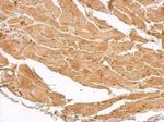 MTMR4 Antibody in Immunohistochemistry (Paraffin) (IHC (P))