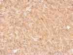 AKR7A2 Antibody in Immunohistochemistry (Paraffin) (IHC (P))
