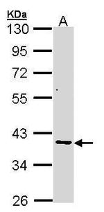 AKR7A2 Antibody in Western Blot (WB)