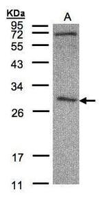 CLIC3 Antibody in Western Blot (WB)