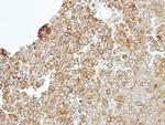 JAM2 Antibody in Immunohistochemistry (Paraffin) (IHC (P))