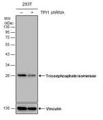 TPI1 Antibody in Western Blot (WB)
