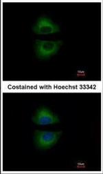 GRAP Antibody in Immunocytochemistry (ICC/IF)