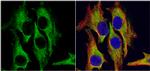 HSD11B1 Antibody in Immunocytochemistry (ICC/IF)