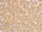 HSD11B1 Antibody in Immunohistochemistry (Paraffin) (IHC (P))