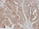 USP15 Antibody in Immunohistochemistry (Paraffin) (IHC (P))