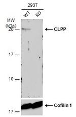 CLPP Antibody in Western Blot (WB)
