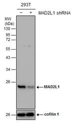 MAD2 Antibody in Western Blot (WB)