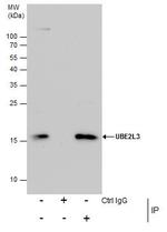 UBE2L3 Antibody in Immunoprecipitation (IP)