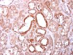 SOCS4 Antibody in Immunohistochemistry (Paraffin) (IHC (P))