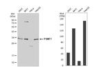 PSMF1 Antibody in Western Blot (WB)
