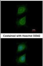 PLXND1 Antibody in Immunocytochemistry (ICC/IF)