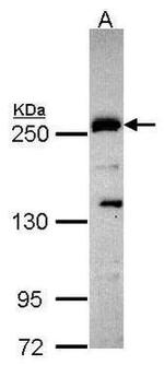 PLXND1 Antibody in Western Blot (WB)