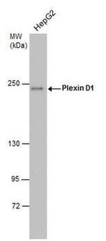 PLXND1 Antibody in Western Blot (WB)