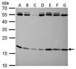ARF1 Antibody in Western Blot (WB)