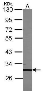 TFEC Antibody in Western Blot (WB)