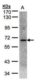 TFE3 Antibody in Western Blot (WB)