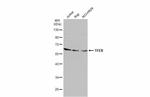 TFEB Antibody in Western Blot (WB)