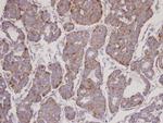 FBXL6 Antibody in Immunohistochemistry (Paraffin) (IHC (P))