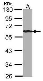 FBXL6 Antibody in Western Blot (WB)