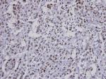 FBXO43 Antibody in Immunohistochemistry (Paraffin) (IHC (P))