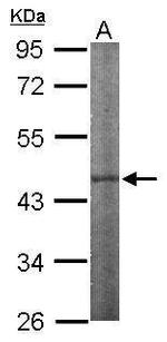 IPMK Antibody in Western Blot (WB)