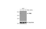 IPMK Antibody in Western Blot (WB)