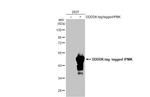 IPMK Antibody in Western Blot (WB)