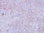 SLC26A8 Antibody in Immunohistochemistry (Paraffin) (IHC (P))