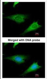 RPS3A Polyclonal Antibody